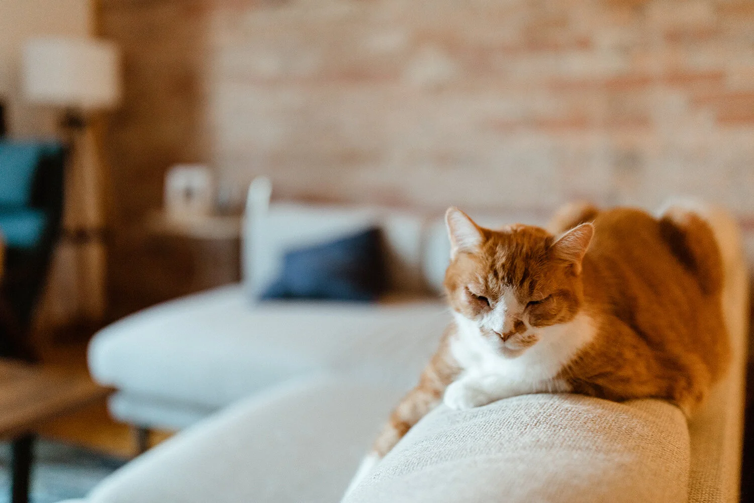 in-home-engagement-session-inspiration-toronto-wedding-photographer-candid-photojournalist-cool-trendy-30.JPG