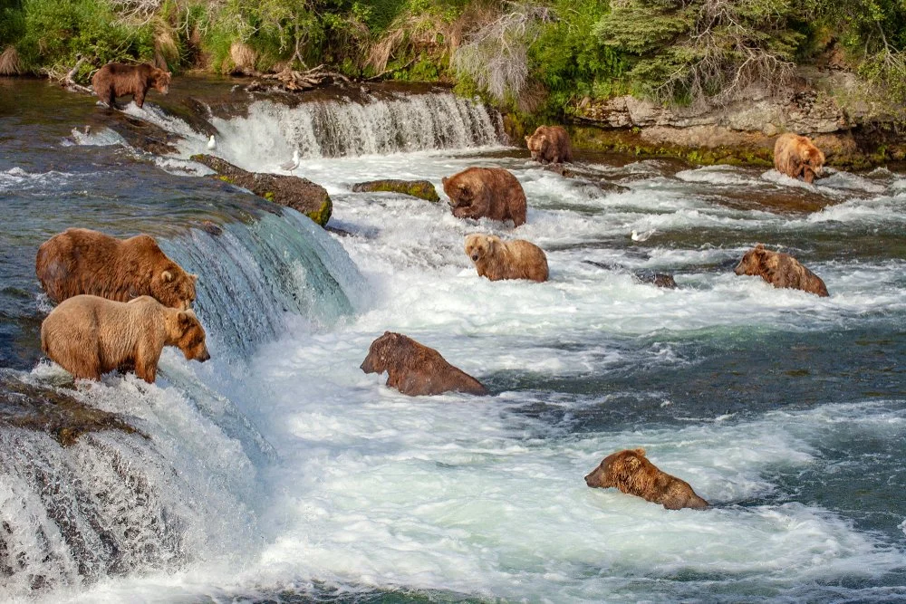 brooks-falls.jpg