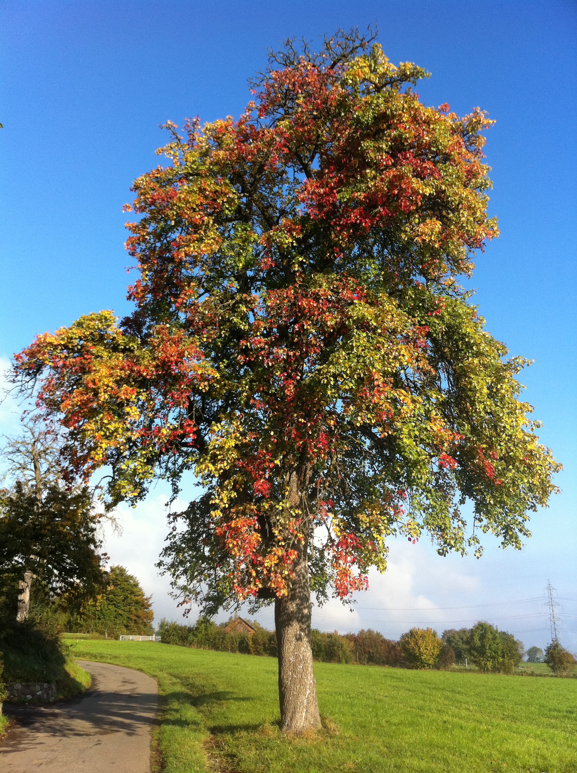 Birnenbaum im Herbst