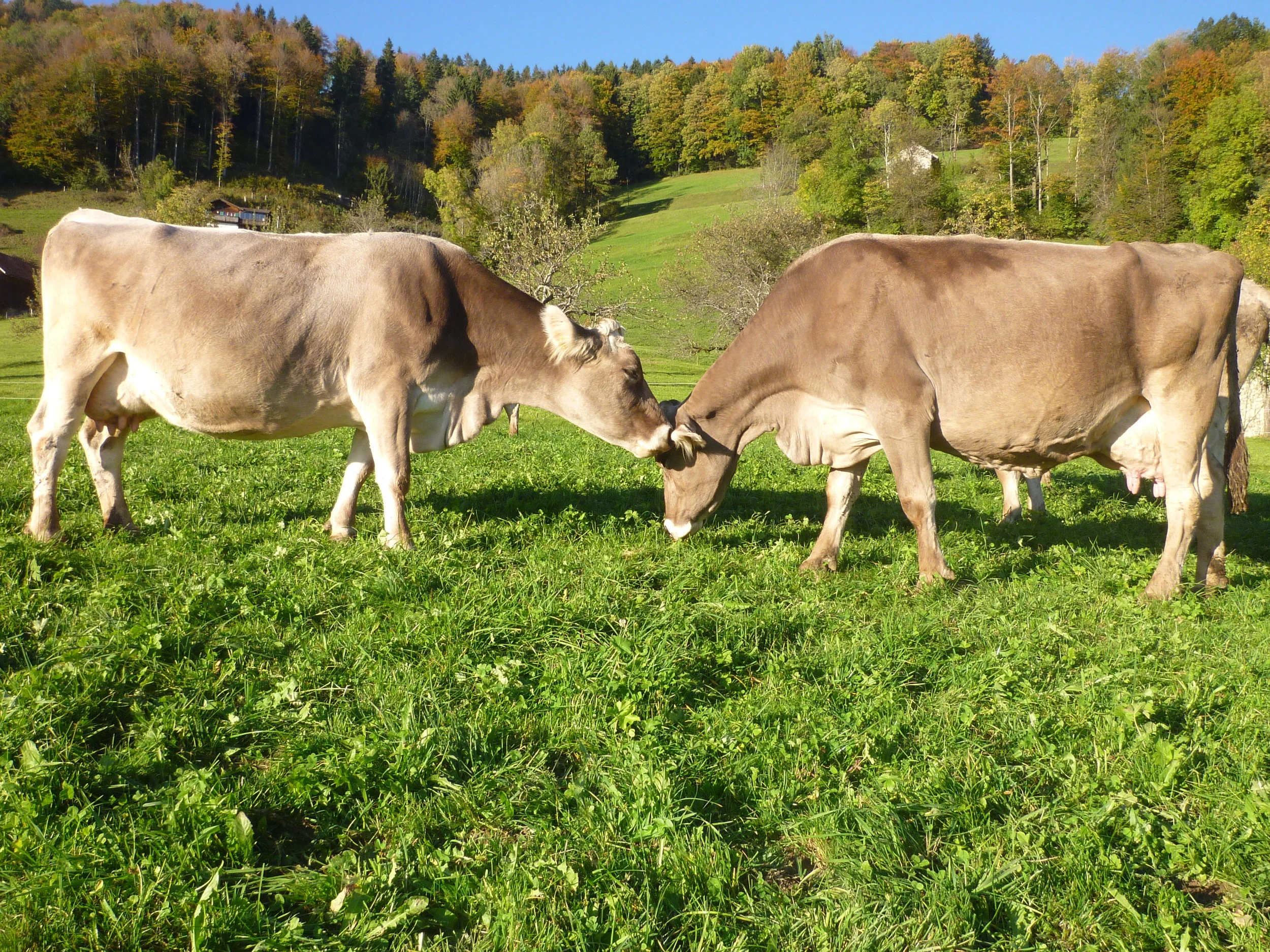 Besuchstag bei den Kühen in Wald