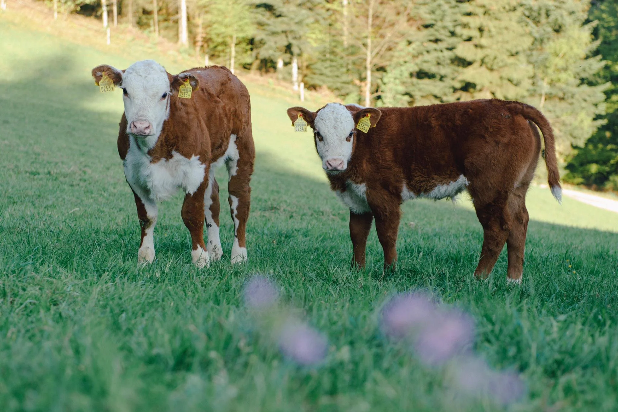 Xander und Goofy.jpeg