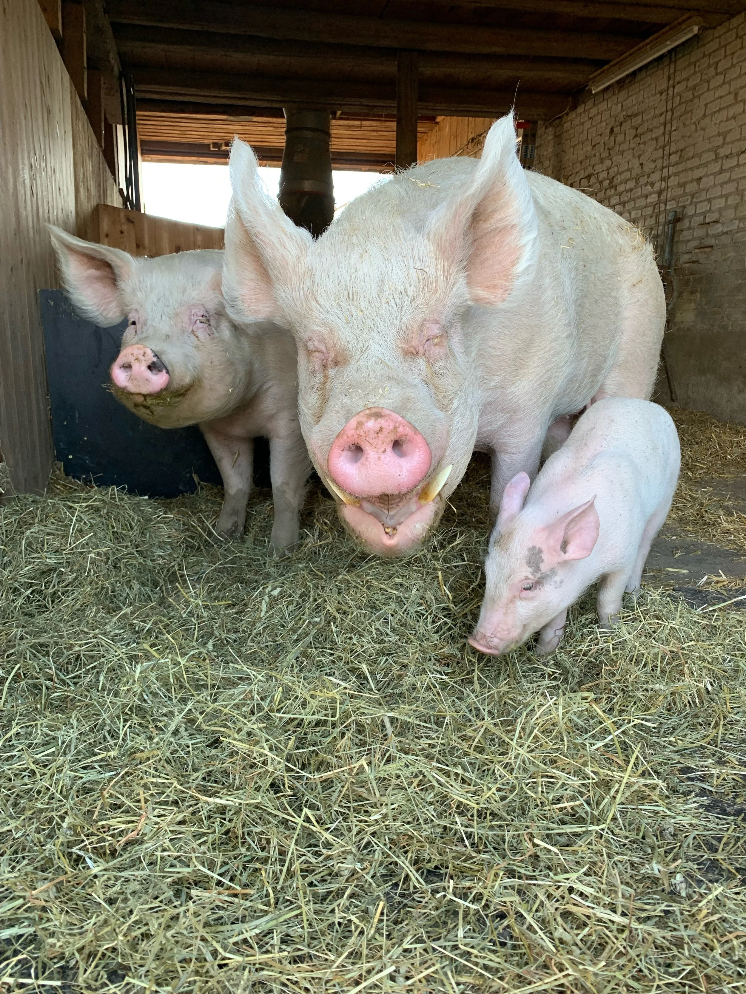 Öffentliche Hofführung