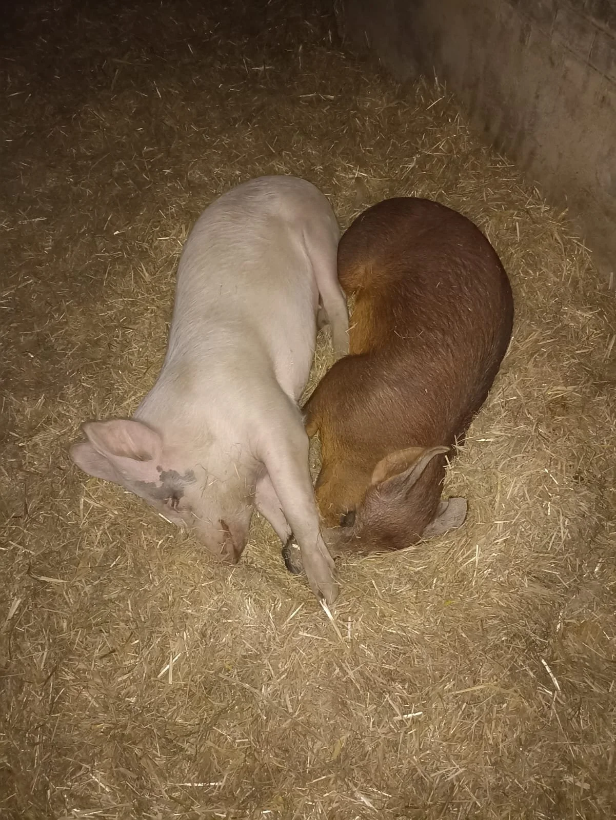 Öffentliche Hofführung 