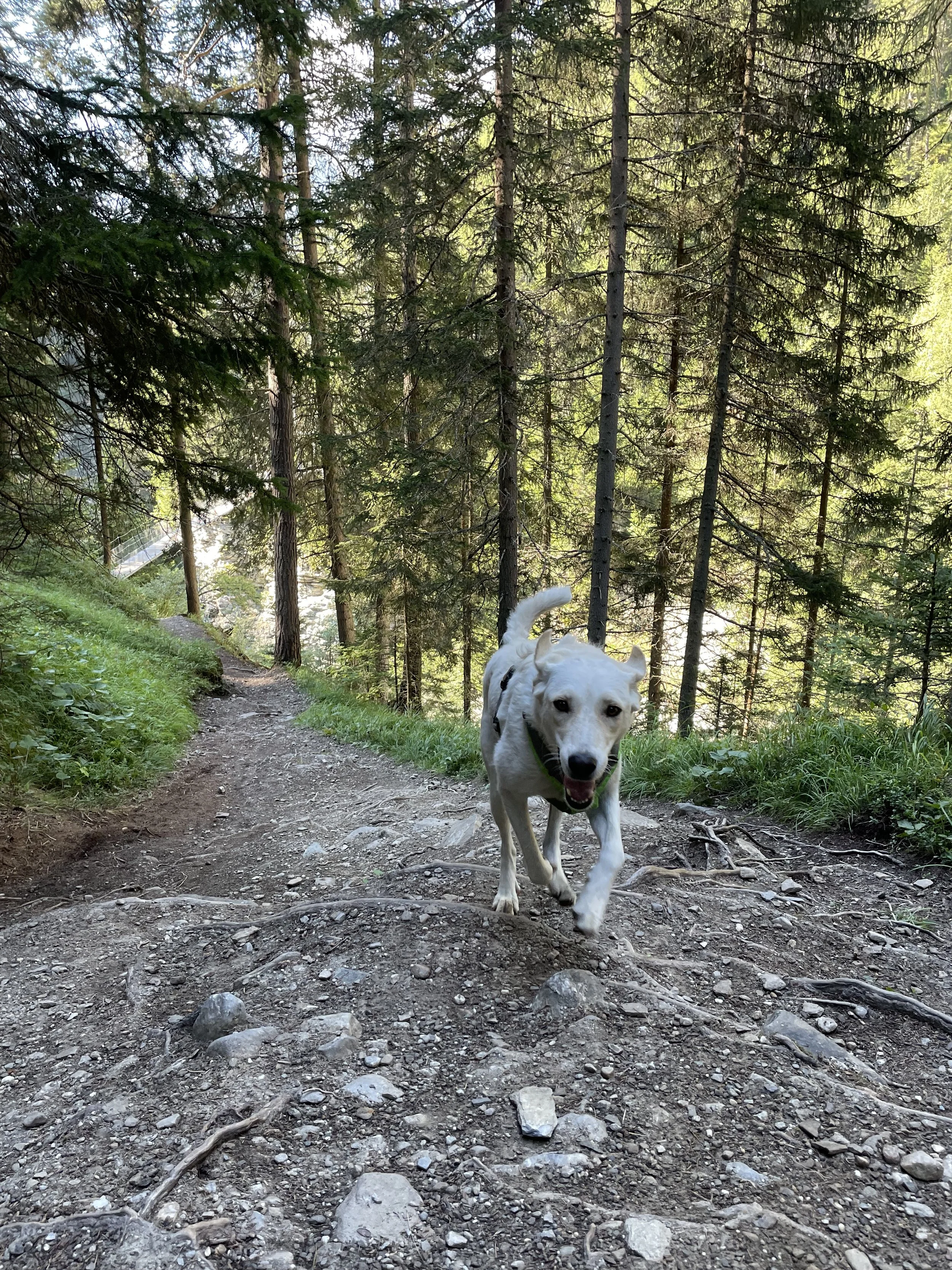 Wildkräuter - Spaziergang