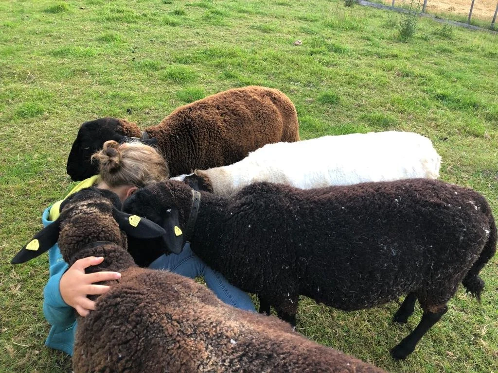 Ferienvormittag für Kinder bei den Schafen