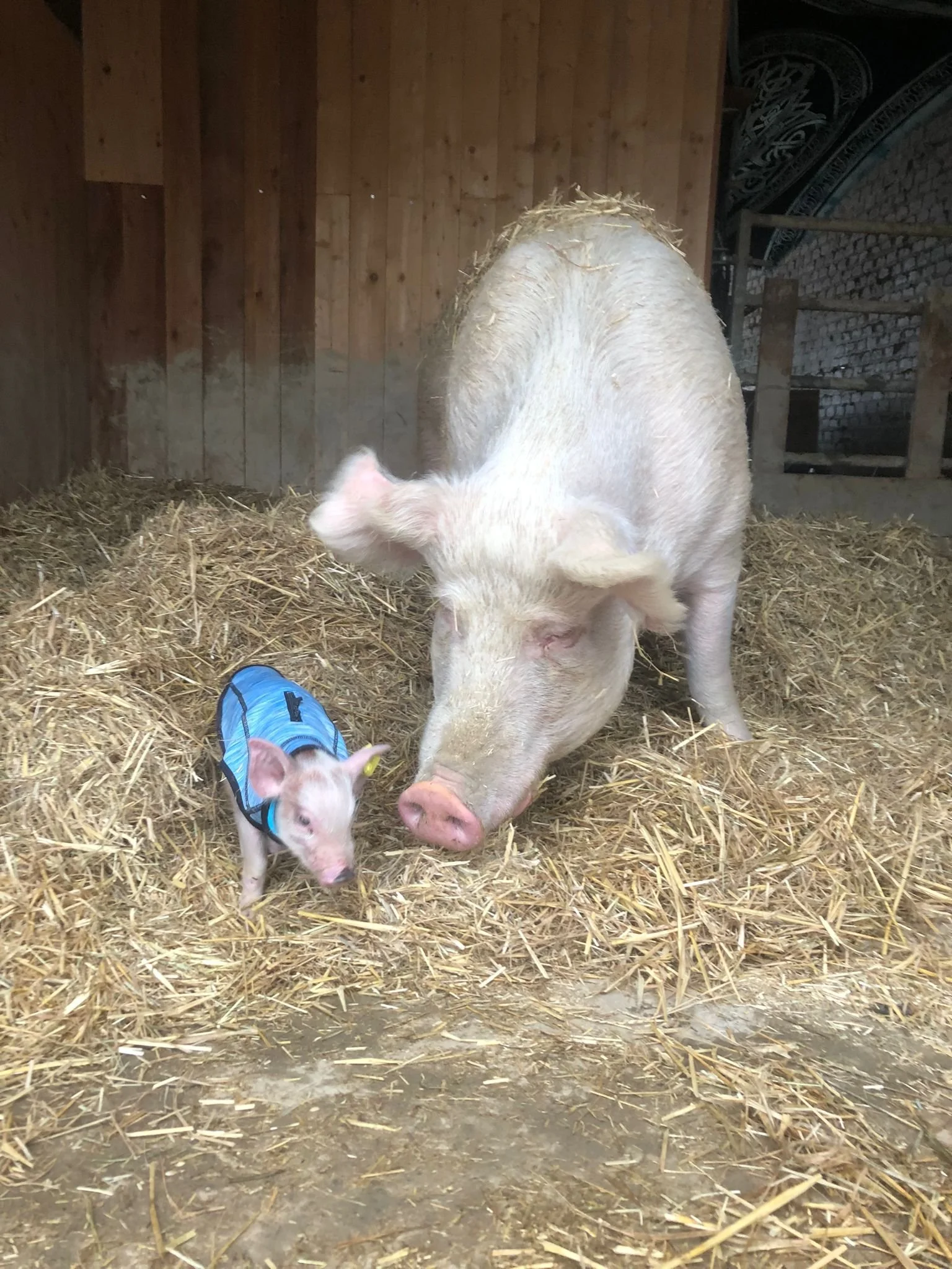 Ronyas Räubergeschichten - die etwas andere Hofführung