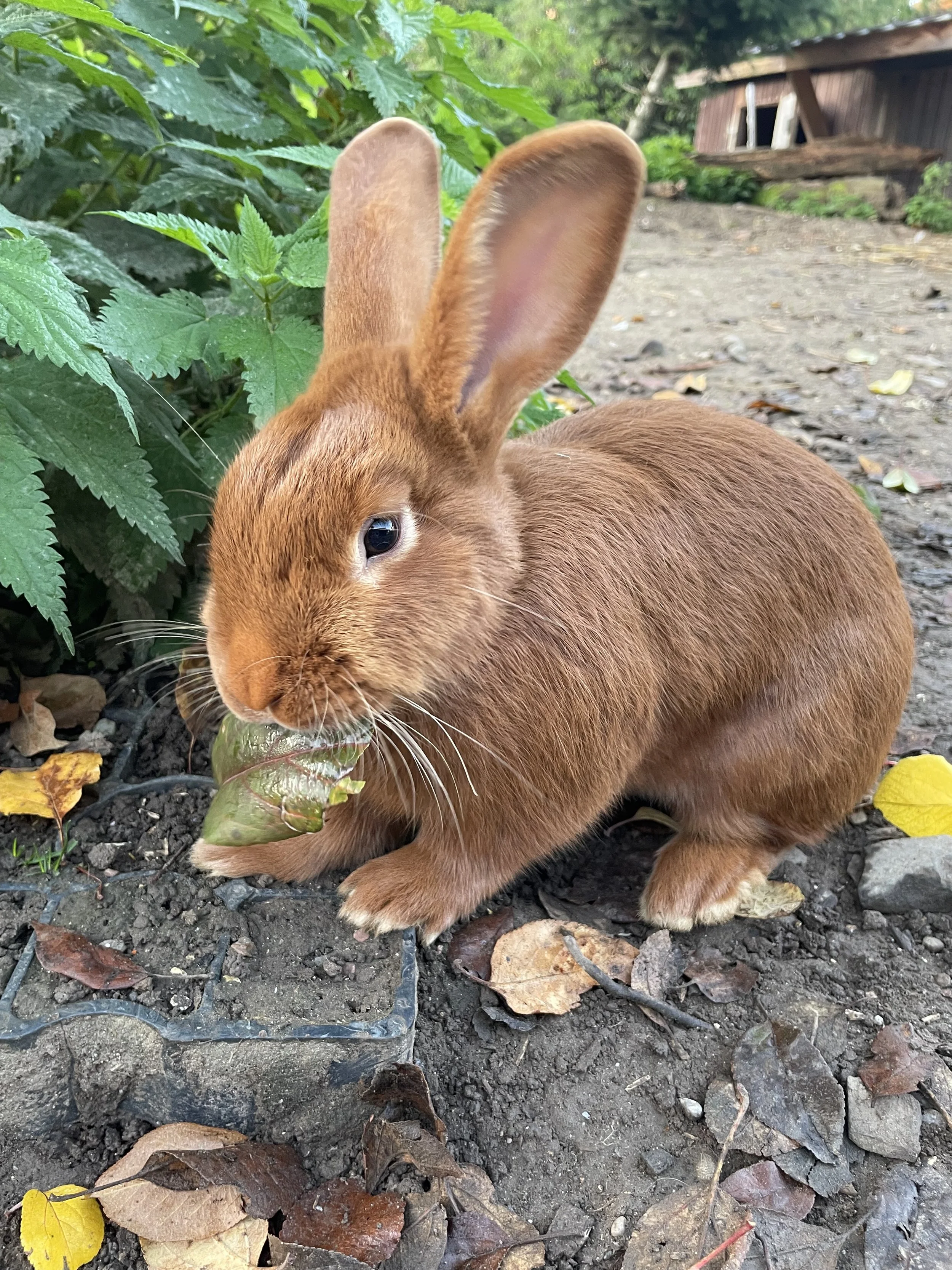 Narrfreitag bei Kaninchen, Kuchen und trÖsterlichen Freuden