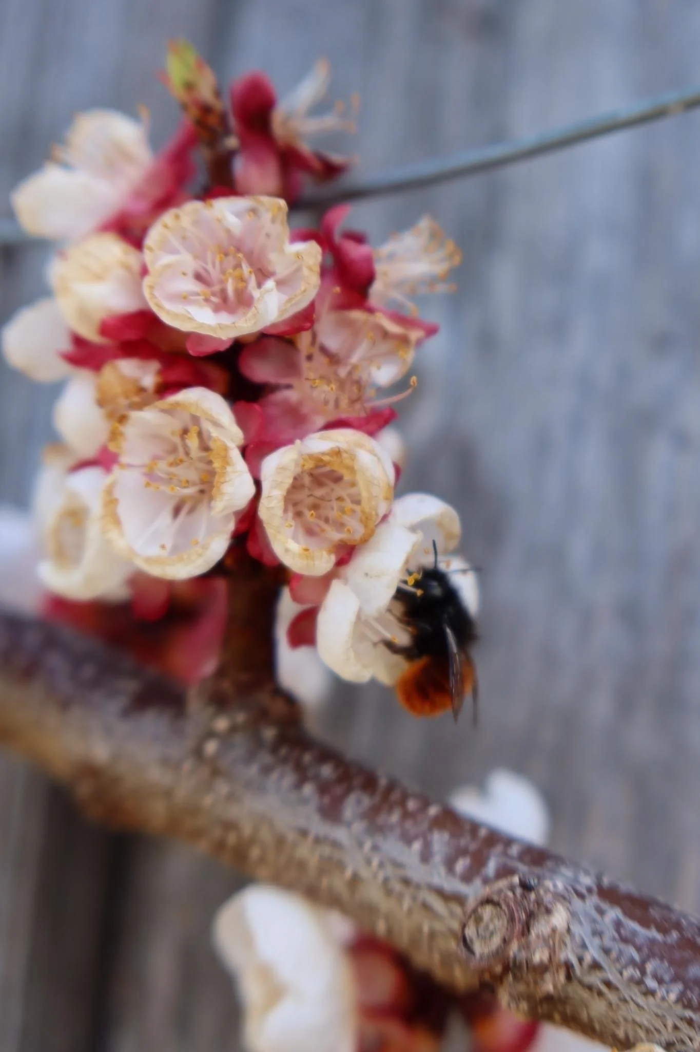 Wildbienen und Wildkräuter