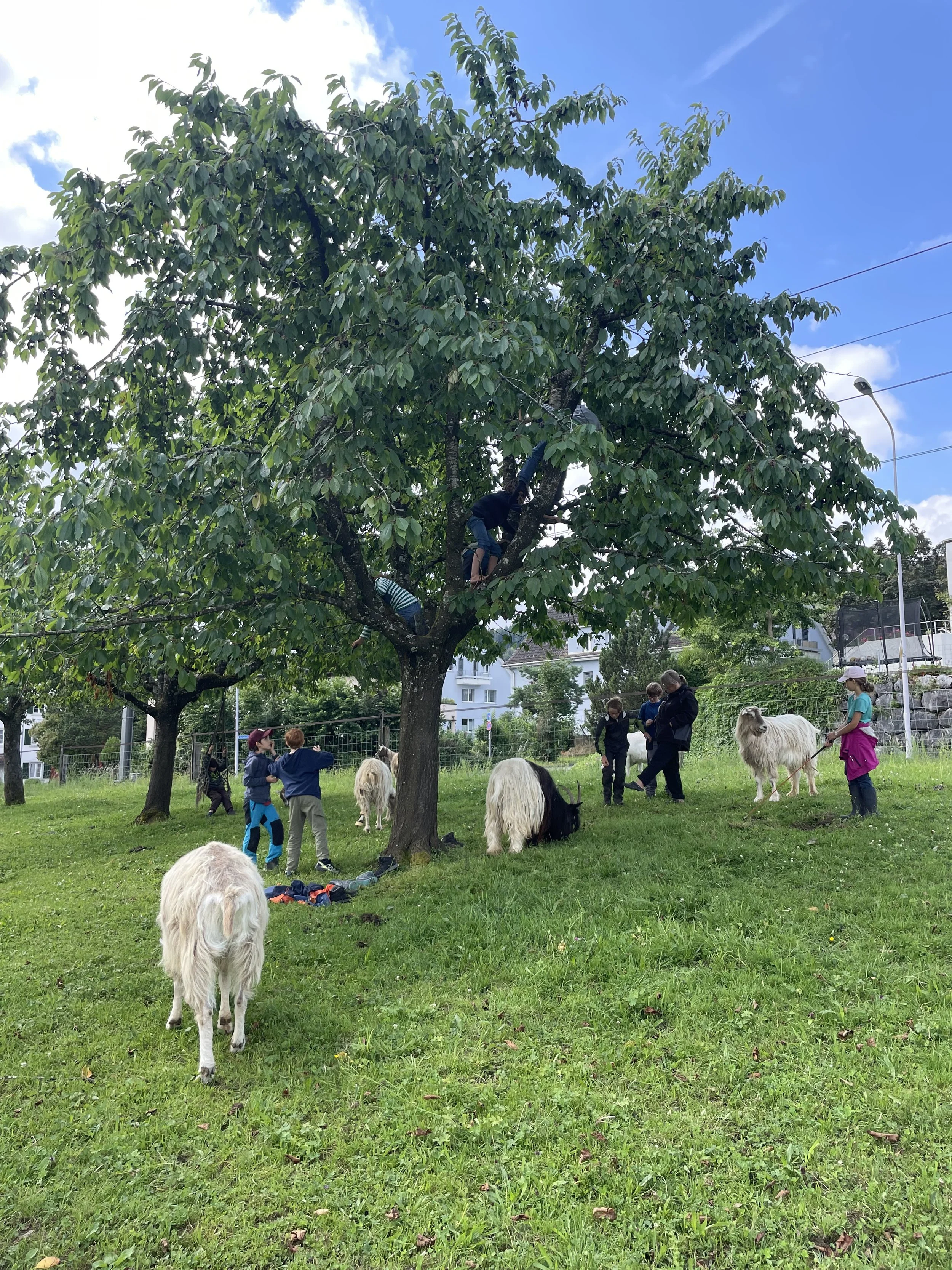 Tanz auf dem Lebenshof