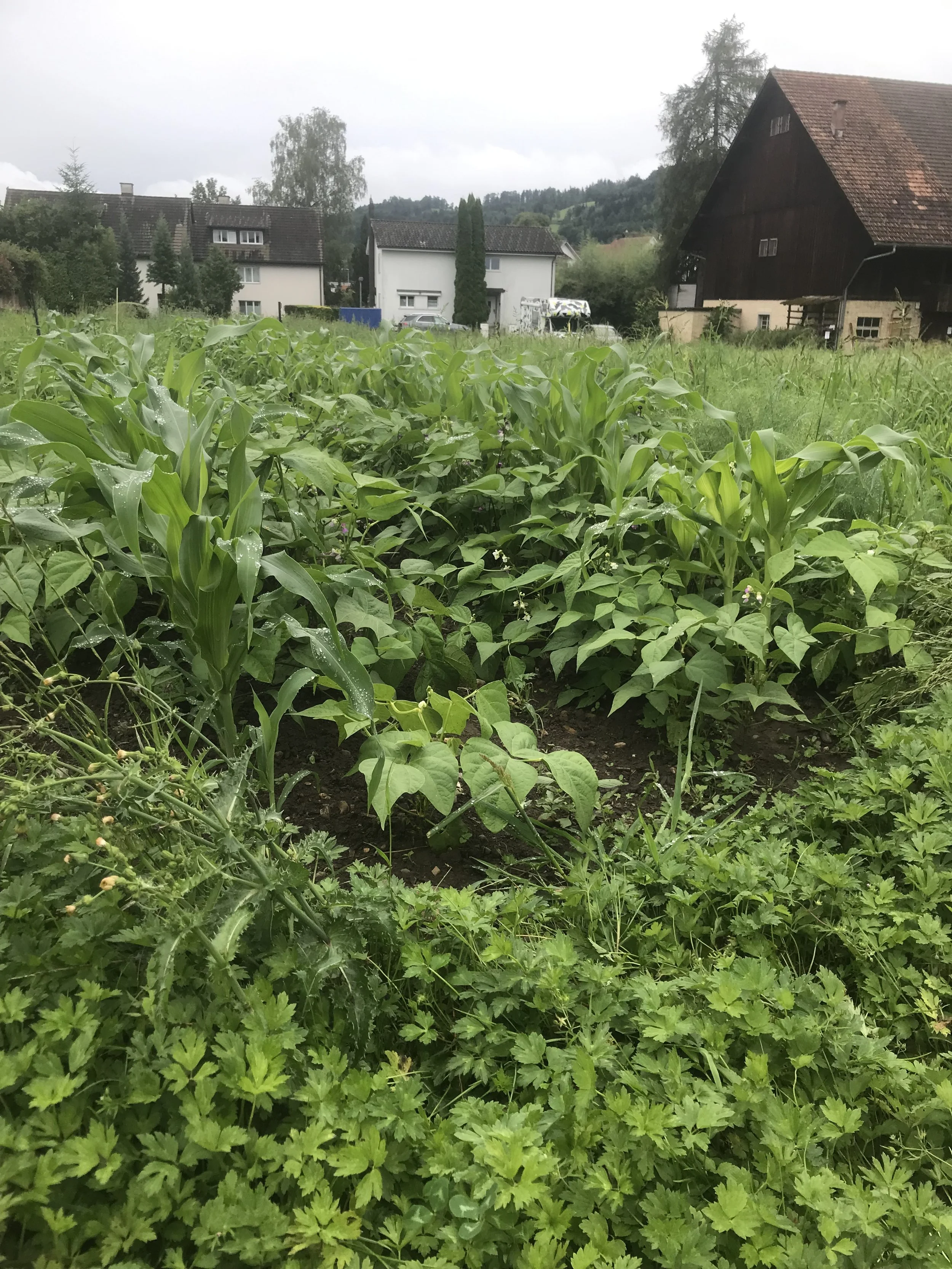 Celebrating and defending Abundance