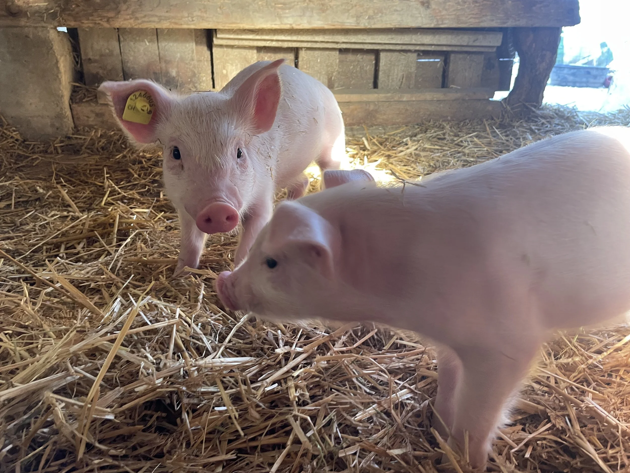 Öffentliche Hofführung