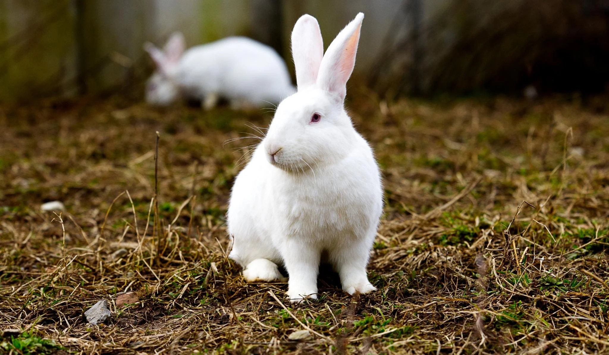 Der NARRfreitag und das trÖsterliche Buffet