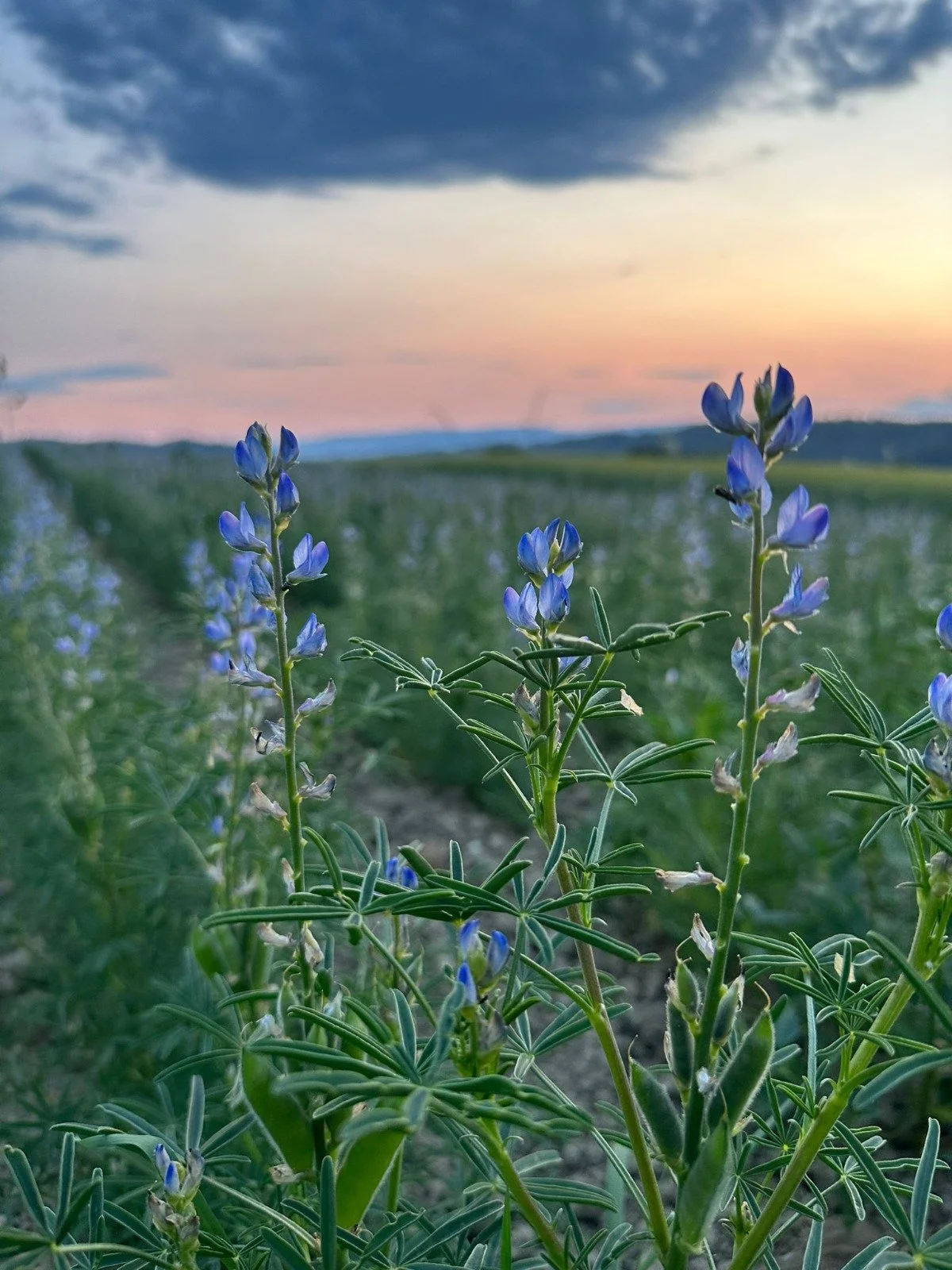 Gemüsesaison-Eröffnungs-Fest