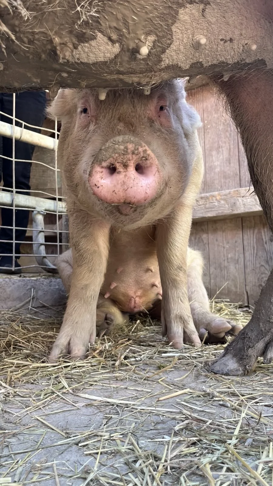Öffentliche Hofführung  &amp; Pfannkuchen :-)