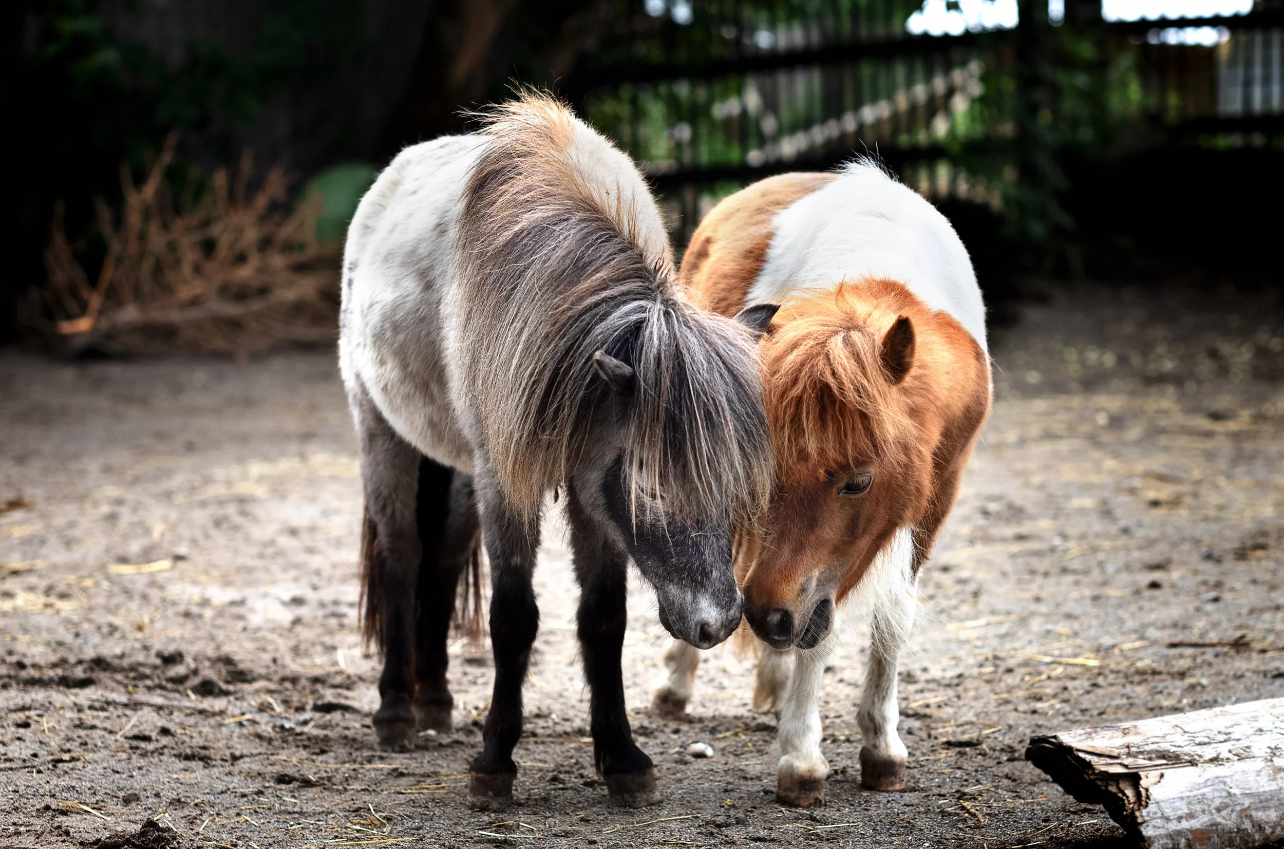 Öffentliche Hofführung