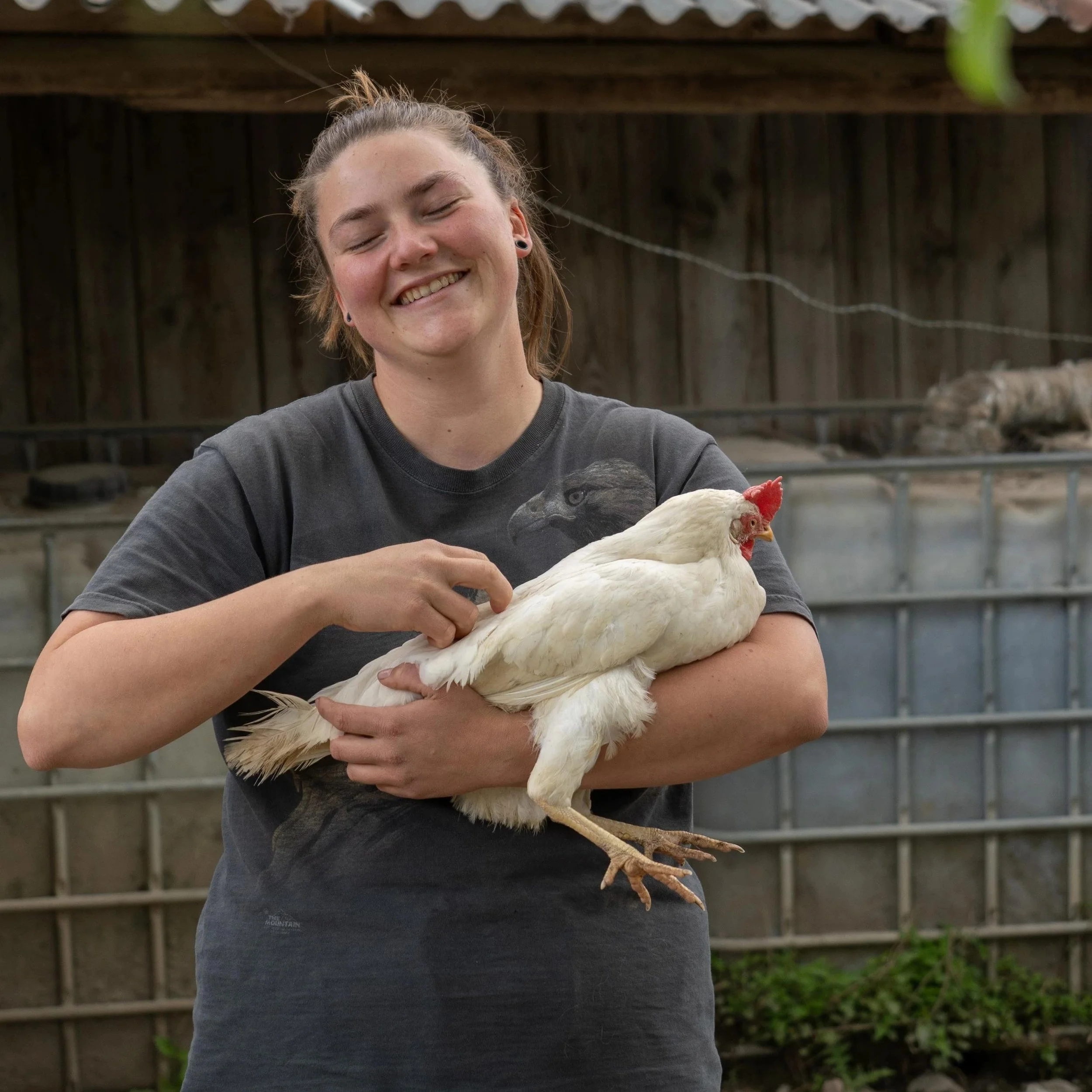 Haustier Huhn – Wie man Hühnern ein artgerechtes Zuhause bietet