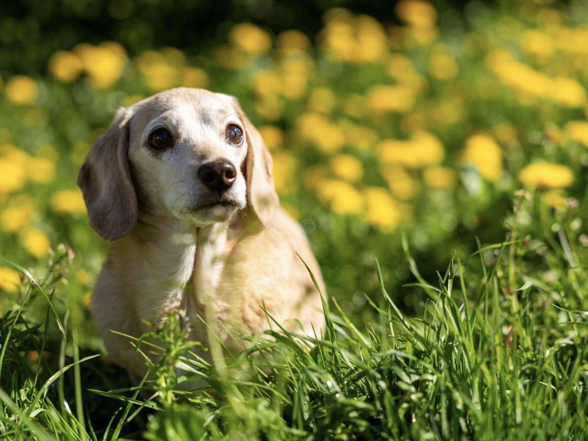 Kurs: Wenn Hunde älter werden