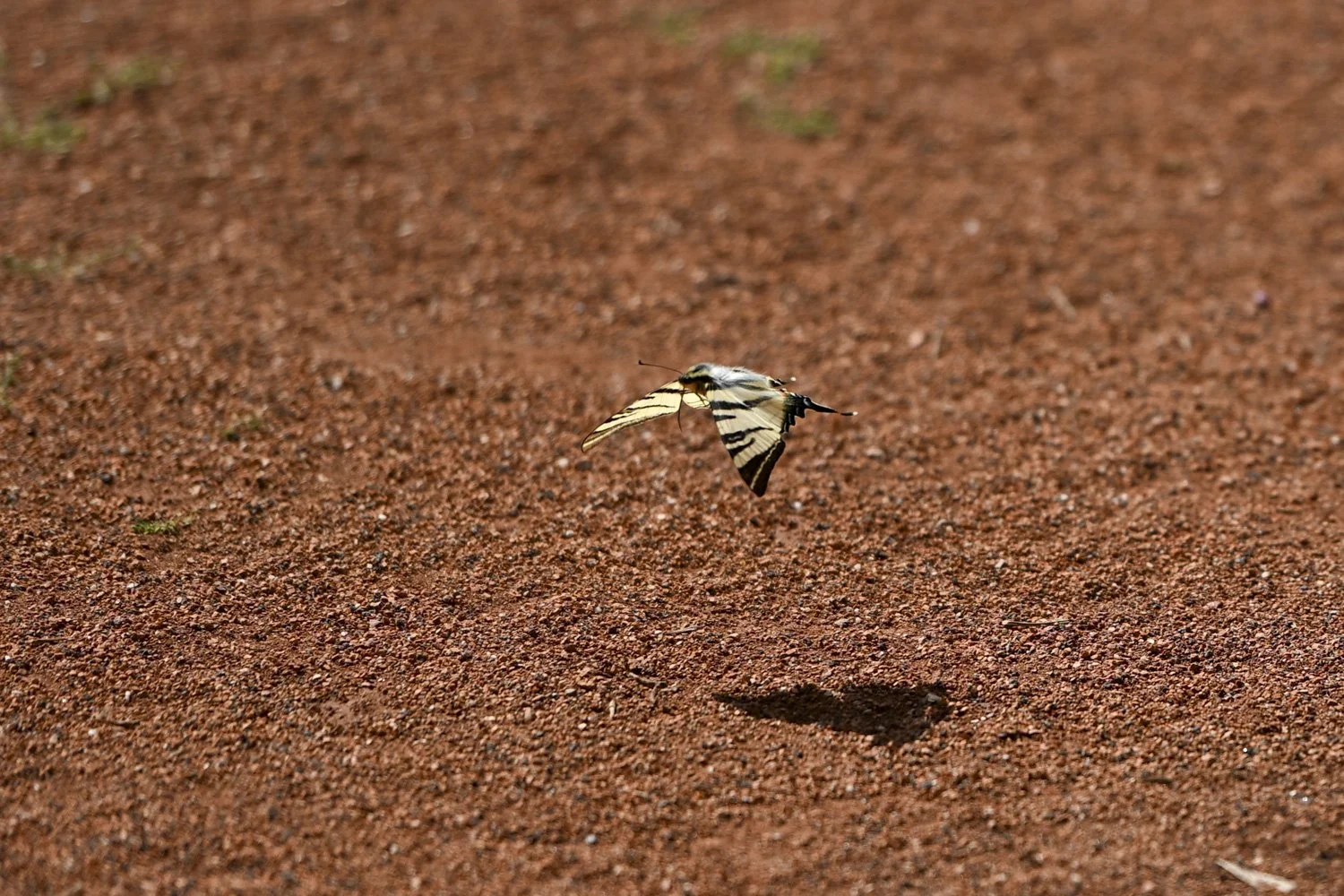 DSC_5340.JPG