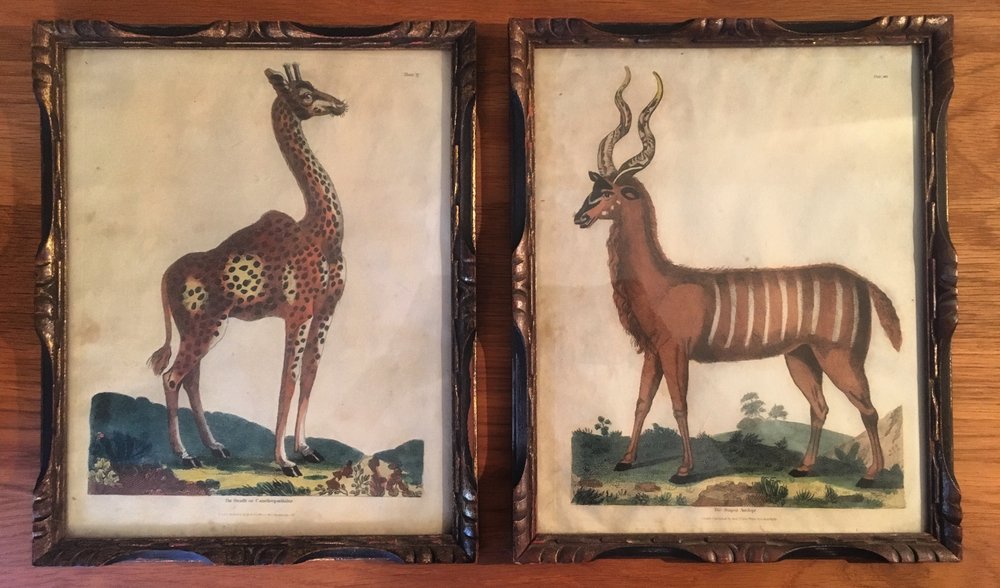 The Giraffe & The Striped Antelope — Almásy