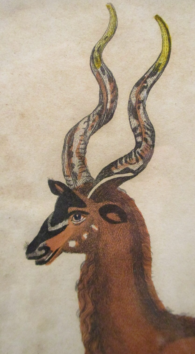 Antelope I.png