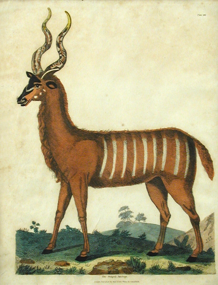 Antelope II.png