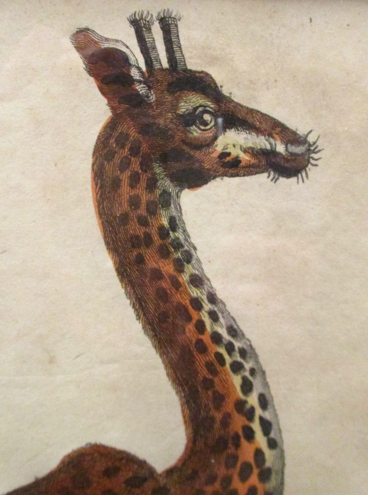 Giraffe I.png