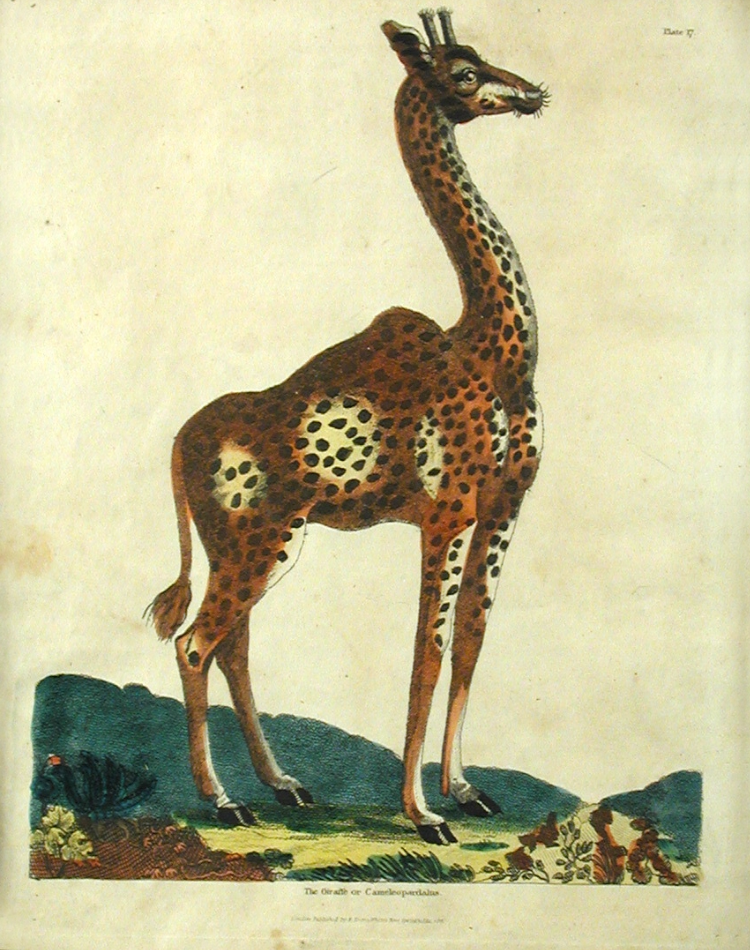 Giraffe II.png