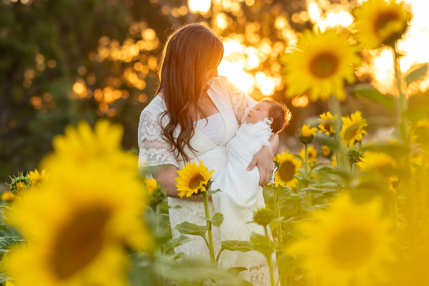 Sunflower-photographer-Perth.jpg