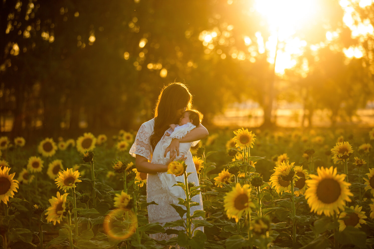 Sunflowers-Perth.jpg