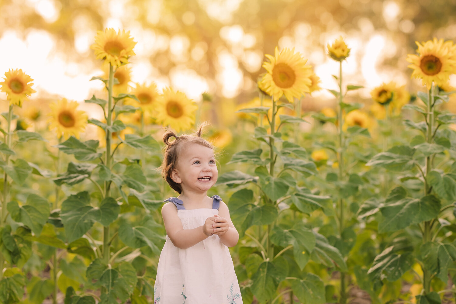 Sunflowers-at-Perth.jpg