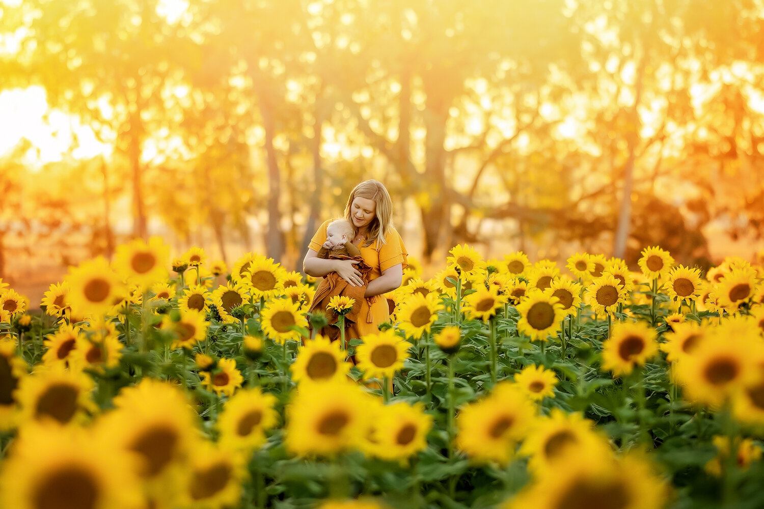 Sunflower-Photography-in-Perth.jpg