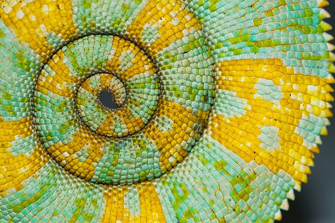 from Philip Ball's Patterns in Nature