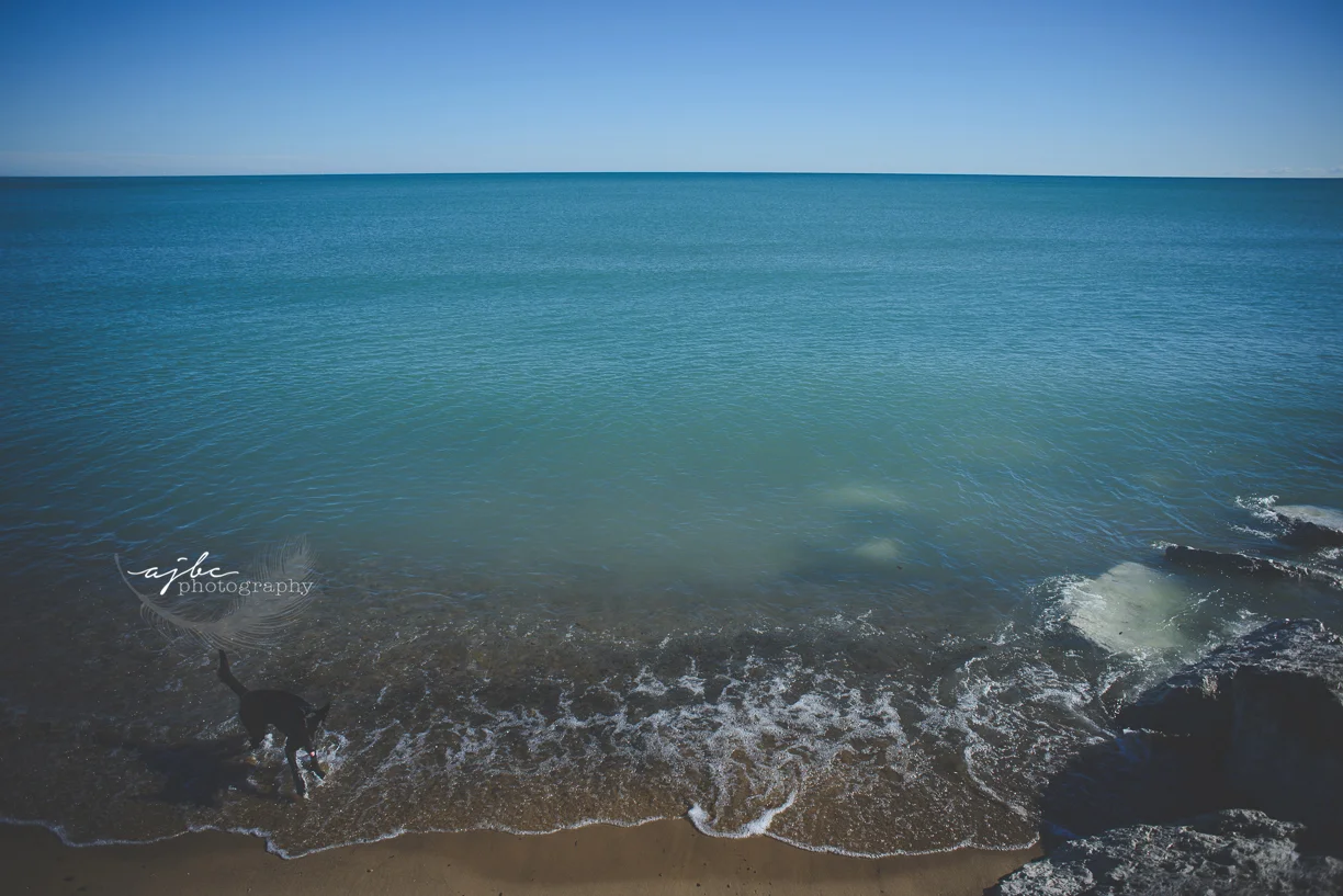 Pet dog photography on the beach.jpg