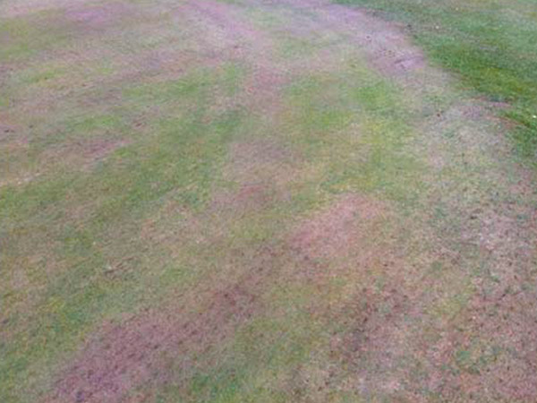 Before | Severe dry weather and poor/faulty sprinklers led to dry patch on the front of the green