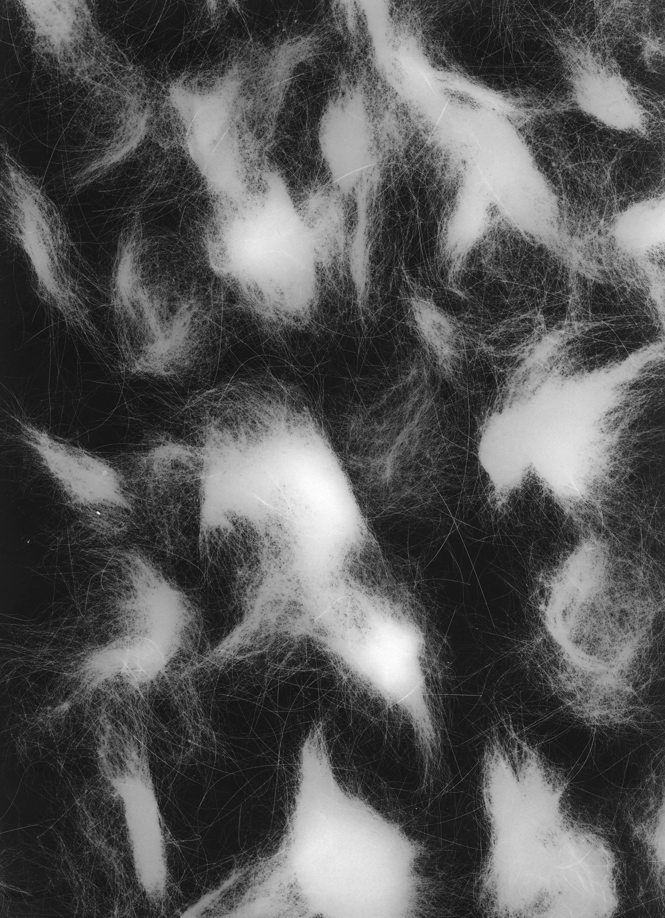 Untitled Photogram