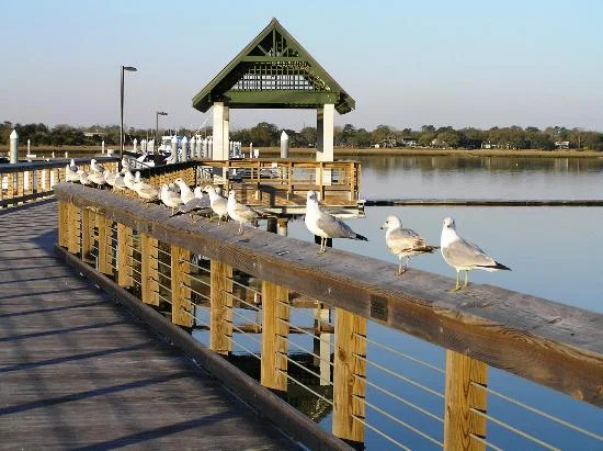  Beautiful gulls all lined in a row....photo courtesy of tripadvisor.com 