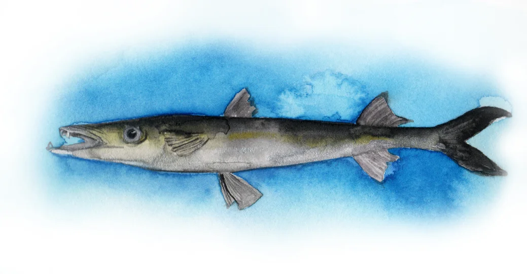 KRbarracuda.jpg