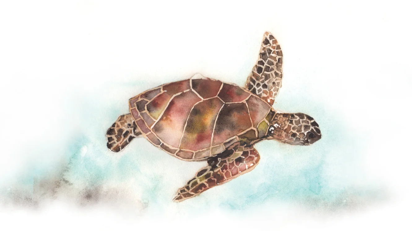 KRturtleaart.jpg