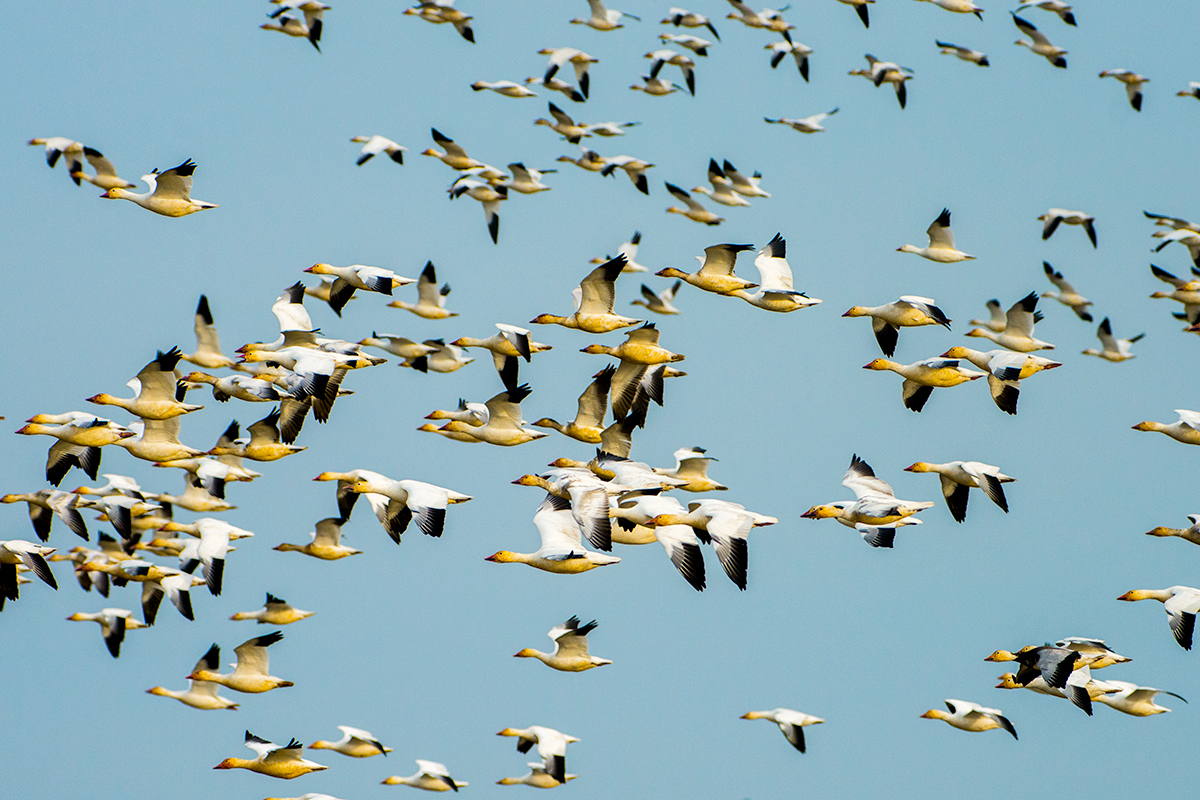  A well composed and sharp image of Snow Geese in flight, yes, but not one that has not been seen a million times before. 