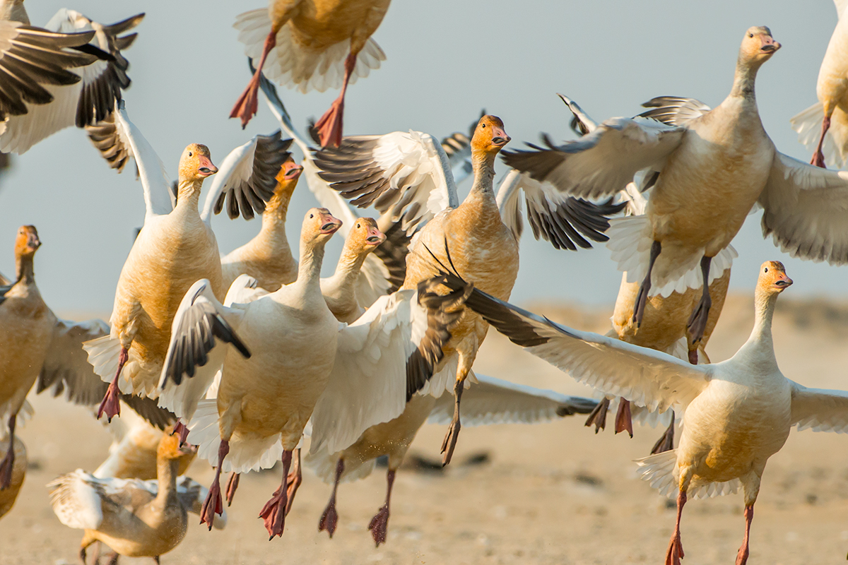 I was lucky to find another flock of Snow Geese the next morning. I spent over an hour and a half waiting for the flock to lift off allowing me to capture a much more unique image.