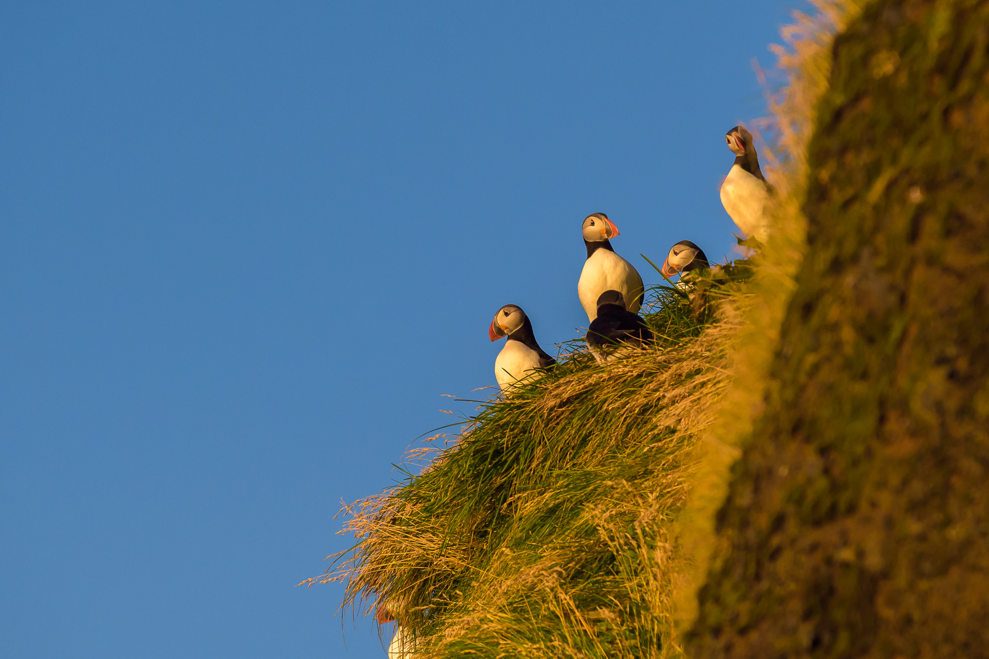Nesting Puffins, Vik, Iceland