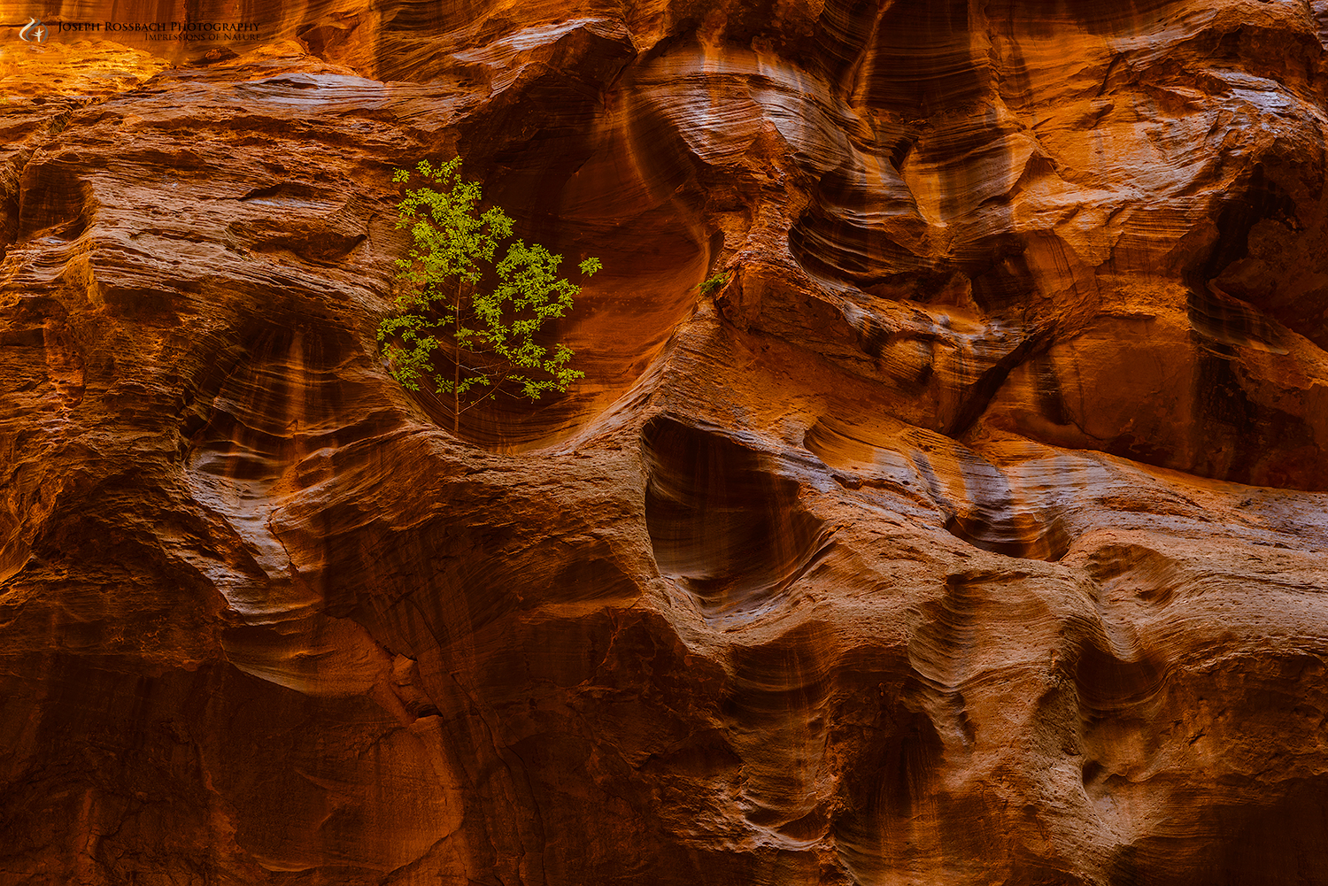 Give Me Shelter, Zion National Park, Utah