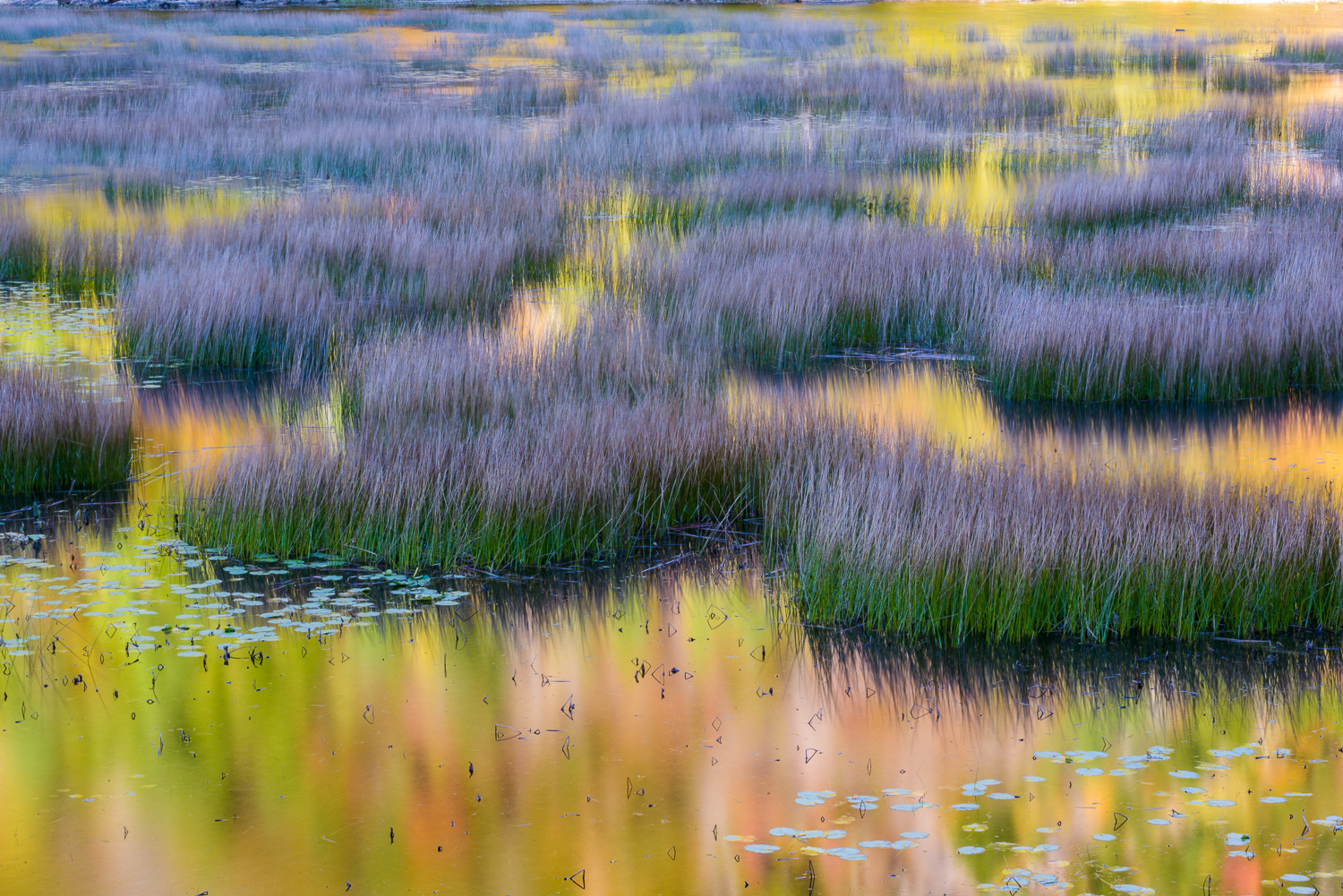 Reflections in the Tarn, Acadia National Park, Maine