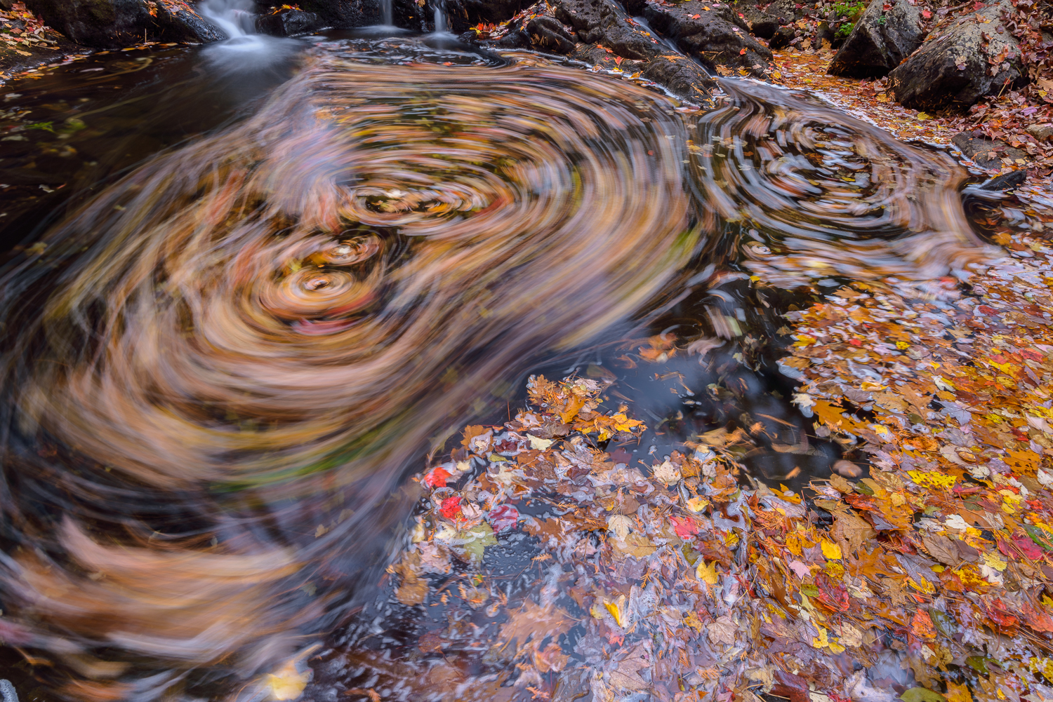 Swirling Leves on Duck Brook, Acadia National Park, Maine