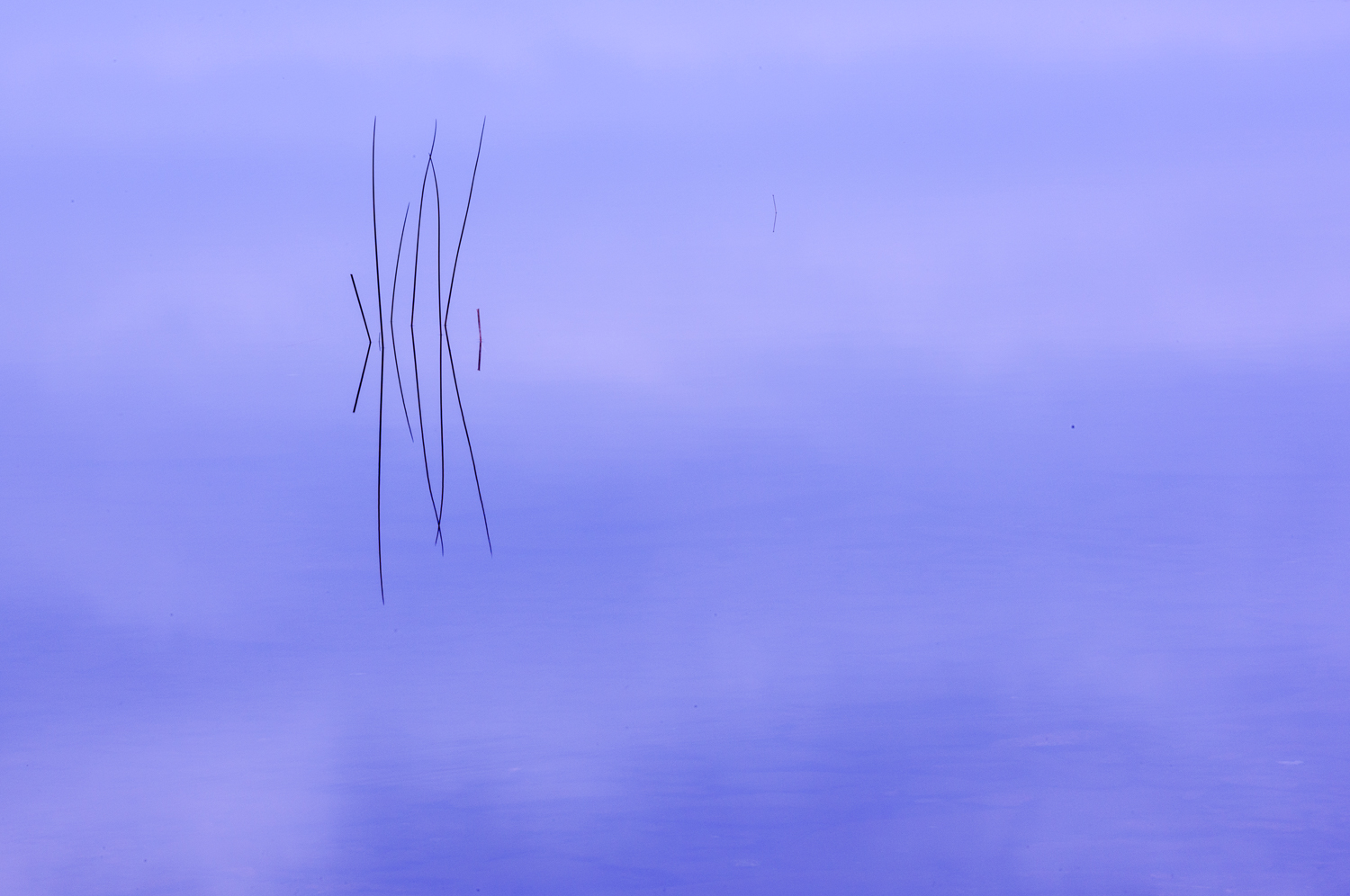 Reeds, Bubble Pond, Acadia National Park, Maine