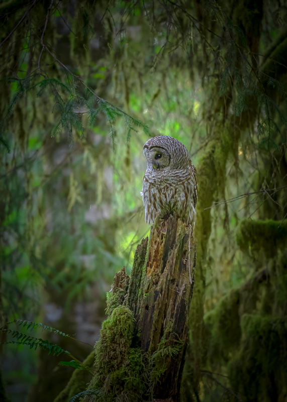 Barred Owl, Hall Of Mosses, Olympic National Park, Washington