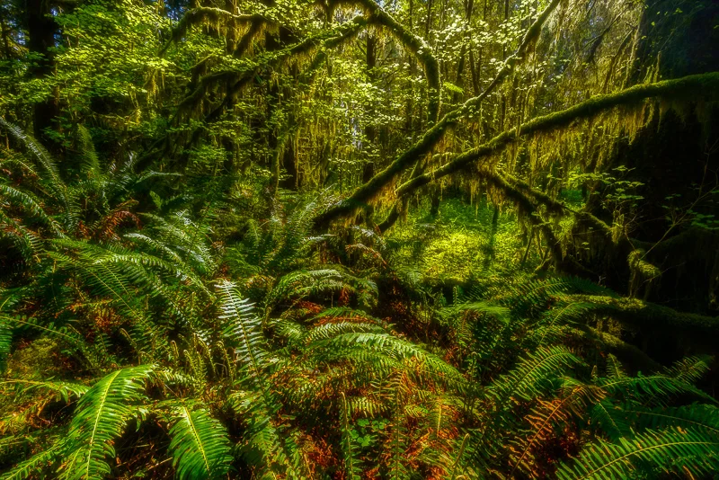 Bedlam, Olympic National Park, Washington