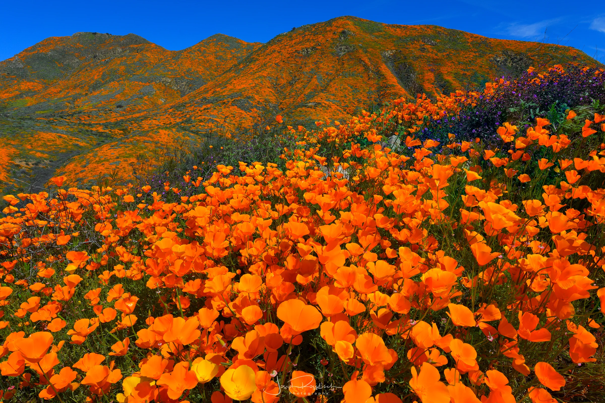 Colorado Gold Poppies, Walker Canyon, Lake Elsinore
