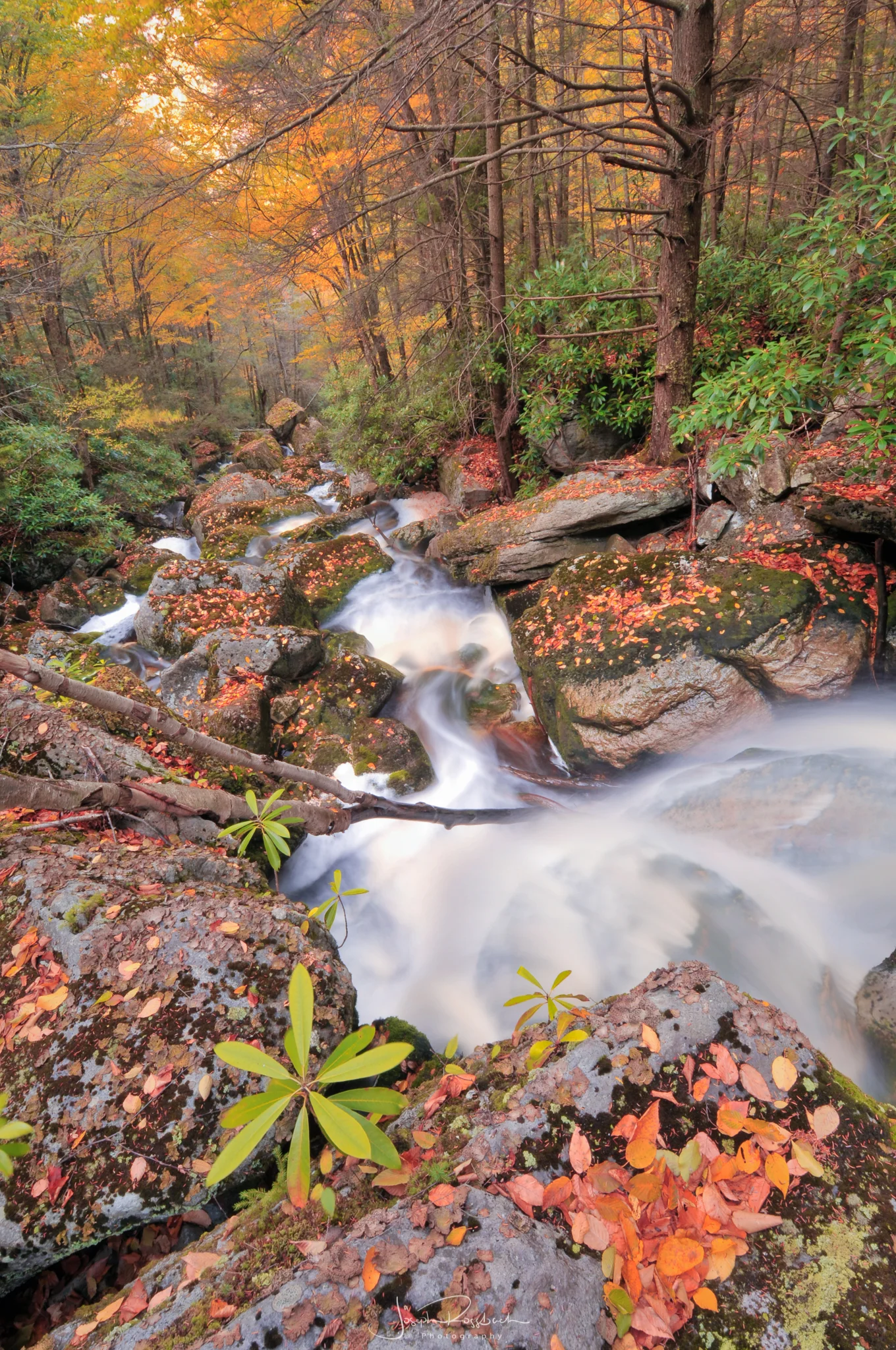 looking down shays run.jpg