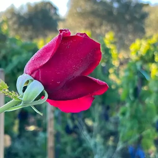 Roses.jpg